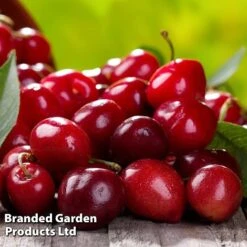 Cherry 'Sylvia' (Mini Fruit Tree) -Green Haven Shop CHER T10442 D1