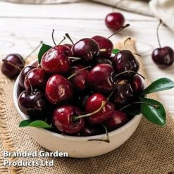Cherry 'Sylvia' (Mini Fruit Tree) -Green Haven Shop CHER T10442 E1