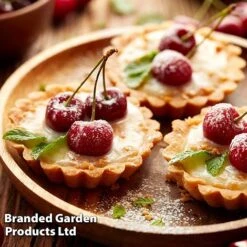 Cherry 'Sylvia' (Mini Fruit Tree) -Green Haven Shop CHER T10442 F