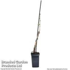 Cherry 'Sylvia' (Mini Fruit Tree) -Green Haven Shop CHER T10442 G