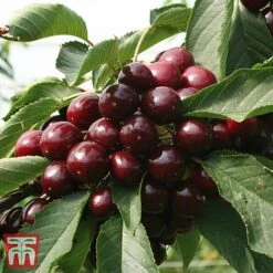 Cherry 'Kordia' -Green Haven Shop CHER TKA1763 BB