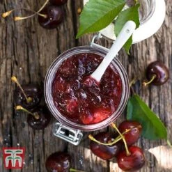 Cherry 'Morello' -Green Haven Shop CHER TKA1769 DD