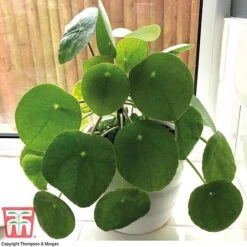 Chinese Money Plant 10 Chinese Money Plant -Green Haven Shop CHI KA8601 B