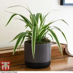 Chlorophytum Comosum 'Variegatum' 10 Chlorophytum Comosum 'Variegatum' -Green Haven Shop CHLO TKA2878 F