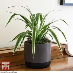 House Plant Urban Jungle Trio -Green Haven Shop CHLO TKA2878 F1