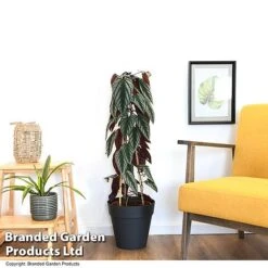 Cissus Discolor -Green Haven Shop CISS DISCOLOR T47736