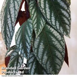Cissus Discolor -Green Haven Shop CISS DISCOLOR T47737