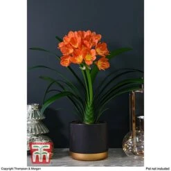 Clivia Miniata -Green Haven Shop CLIV WKB4547 C