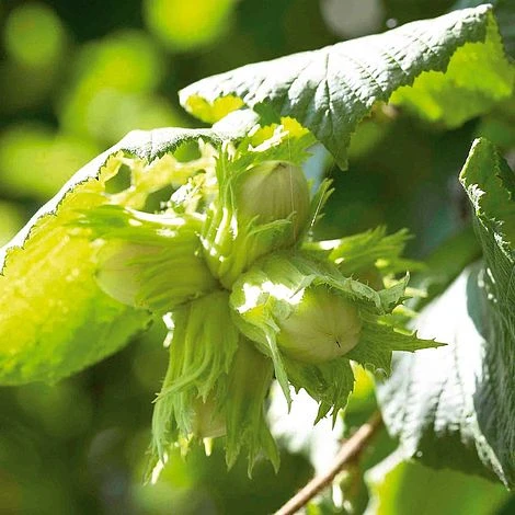 Hazelnut 'Kentish Cob' (Filbert) 1 Hazelnut 'Kentish Cob' (Filbert)