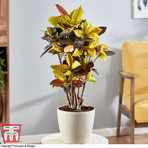 Codiaeum Variegatum Var. Pictum 'Mrs Iceton' 1 Codiaeum Variegatum Var. Pictum 'Mrs Iceton'