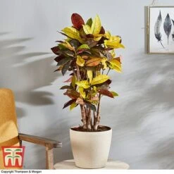 Codiaeum Variegatum Var. Pictum 'Mrs Iceton' 11 Codiaeum Variegatum Var. Pictum 'Mrs Iceton' -Green Haven Shop CODI 2880 A3