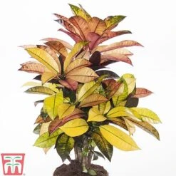 Codiaeum Variegatum Var. Pictum 'Mrs Iceton' 8 Codiaeum Variegatum Var. Pictum 'Mrs Iceton' -Green Haven Shop CODI TKA2880 A
