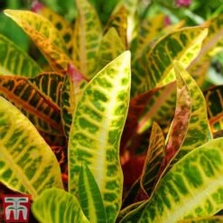Codiaeum Variegatum Var. Pictum 'Mrs Iceton' 9 Codiaeum Variegatum Var. Pictum 'Mrs Iceton' -Green Haven Shop CODI TKA2880 C