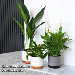 Almost Unkillable Houseplant Collection