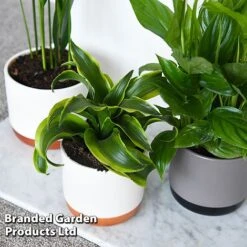 Almost Unkillable Houseplant Collection 10 Almost Unkillable Houseplant Collection -Green Haven Shop COLL UNKILLABL T43977