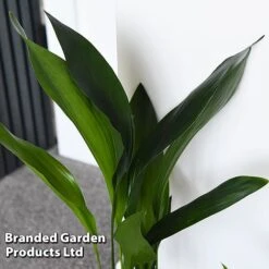 Almost Unkillable Houseplant Collection 11 Almost Unkillable Houseplant Collection -Green Haven Shop COLL UNKILLABL T43979