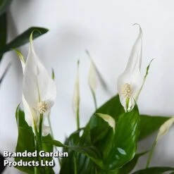 Almost Unkillable Houseplant Collection 12 Almost Unkillable Houseplant Collection -Green Haven Shop COLL UNKILLABL T43981