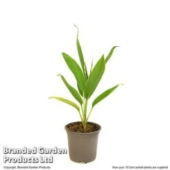 Cordyline 'Conga' (House Plant) -Green Haven Shop CORD CONGA10CM T52109