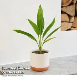 Cordyline 'Conga' (House Plant) -Green Haven Shop CORD CONGA T52110
