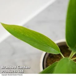 Cordyline 'Conga' (House Plant) -Green Haven Shop CORD CONGA T52112