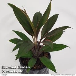 Cordyline 'Rumba' (House Plant) 13 Cordyline 'Rumba' (House Plant) -Green Haven Shop CORD RUMBA10CM S50426