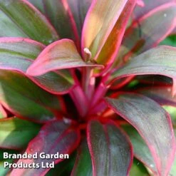 Cordyline 'Rumba' (House Plant) 10 Cordyline 'Rumba' (House Plant) -Green Haven Shop CORD RUMBA L06646