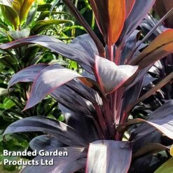 Cordyline 'Rumba' (House Plant) 11 Cordyline 'Rumba' (House Plant) -Green Haven Shop CORD RUMBA L06647