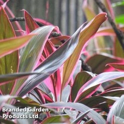 Cordyline 'Rumba' (House Plant) 12 Cordyline 'Rumba' (House Plant) -Green Haven Shop CORD RUMBA L06648