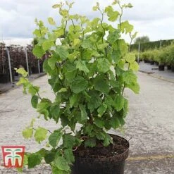Corylus Avellana 'Twister' 7 Corylus Avellana 'Twister' -Green Haven Shop CORY TKA3098 A