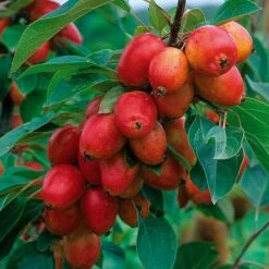 Crab Apple 'John Downie'