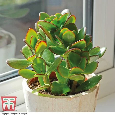 Crassula Ovata 2 Crassula Ovata - Image 2