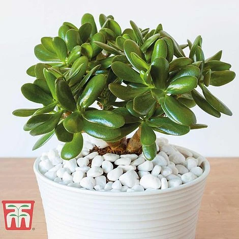 Crassula Ovata 1 Crassula Ovata