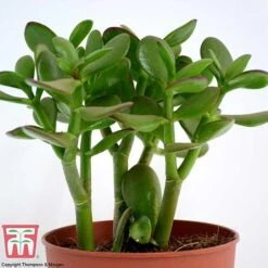 Crassula Ovata 11 Crassula Ovata -Green Haven Shop CRAS KB2121 G