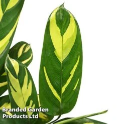 Ctenanthe 'Golden Mosaic'