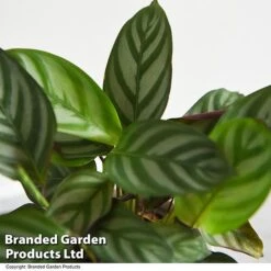 Ctenanthe Oppenheimiana -Green Haven Shop CTEN OPPENHEIM T521021