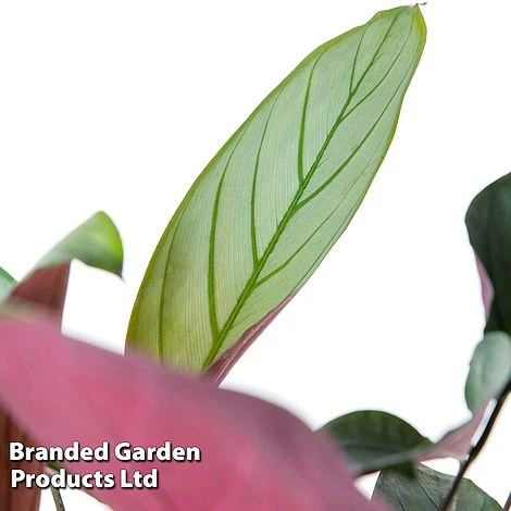 Ctenanthe Setosa 2 Ctenanthe Setosa - Image 2