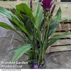 Curcuma 'Skyline' -Green Haven Shop CURC SKYLINE T50574