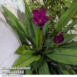 Curcuma 'Skyline' -Green Haven Shop CURC SKYLINE T50576