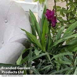 Curcuma 'Skyline' -Green Haven Shop CURC SKYLINE T50577