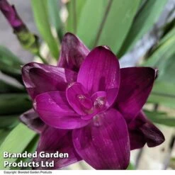 Curcuma 'Skyline' -Green Haven Shop CURC SKYLINE T50579