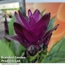 Curcuma 'Skyline' -Green Haven Shop CURC SKYLINE T50580