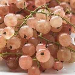 Pinkcurrant 'Gloire De Sablon'
