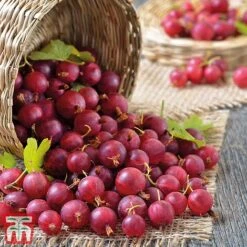 Gooseberry Collection -Green Haven Shop Captivator