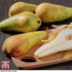 Premium Patio Standard Collection -Green Haven Shop Conference