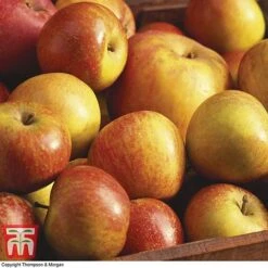 Britains Favourite Apple Tree Collection 7 Britains Favourite Apple Tree Collection -Green Haven Shop Coxs Orange Pippin
