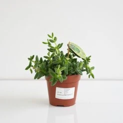 Delosperma Echinatum -Green Haven Shop DELO ECHIN12CM T45110