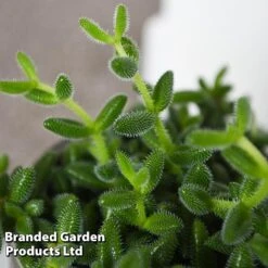 Delosperma Echinatum -Green Haven Shop DELO ECHINATUM T45114C