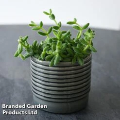 Delosperma Echinatum -Green Haven Shop DELO ECHINATUM T45115B