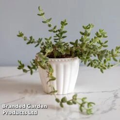 Delosperma Echinatum -Green Haven Shop DELO ECHINATUM WKF1163