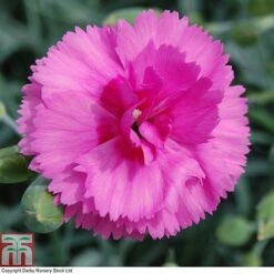 Dianthus 'Tickled Pink' -Green Haven Shop DIAN T80276 B